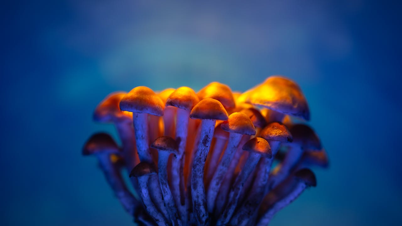 Psilocybin Therapy