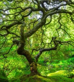 Psychedelic-assisted therapy for holistic wellness and personal growth